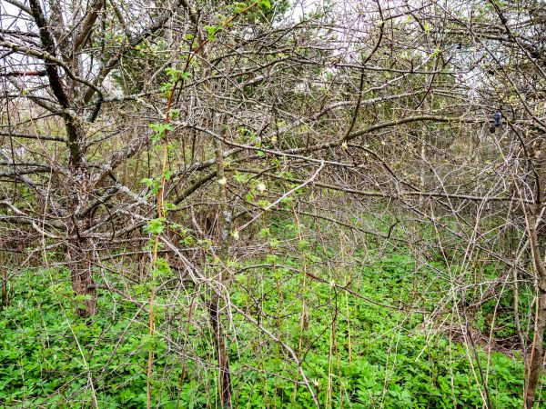Underbrush Clearing in North Tonawanda