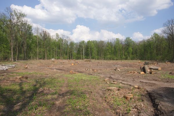 Cost of Pasture Clearing in North Tonawanda