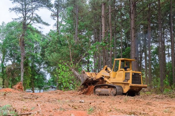 Forest Thinning in North Tonawanda