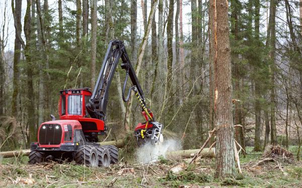 Cost of Forest Clearance Service in North Tonawanda