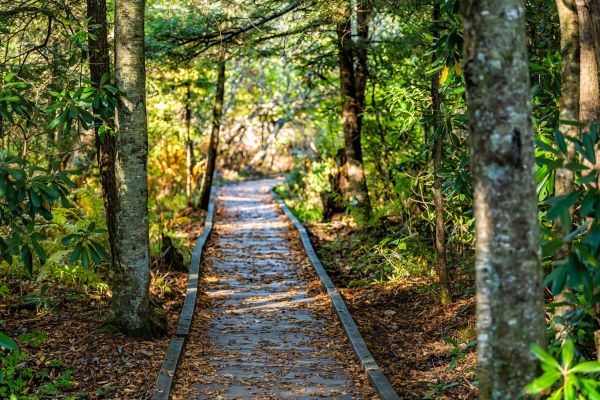 Cost of Trail Clearing in North Tonawanda