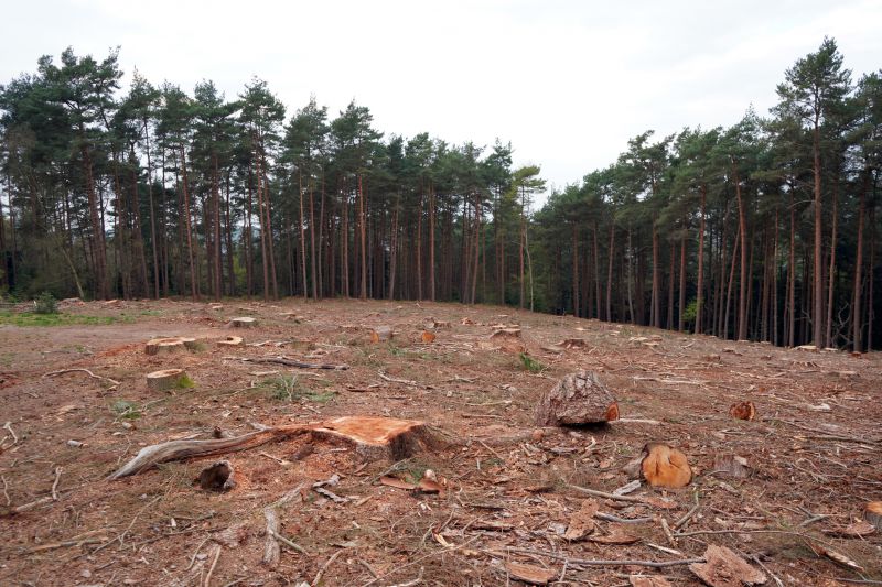 Stump and Debris Removal